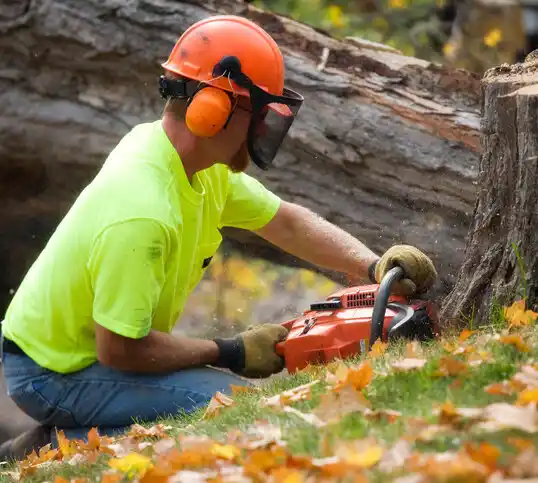 tree services Kirtland Hills